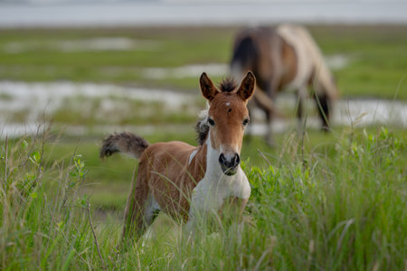 Foal in the grass. Wild horse with foal on the valley. Horse foal grazes under summer sun. Foal free in open land. Baby horse explores the meadow. Wild horses on meadow.の写真素材