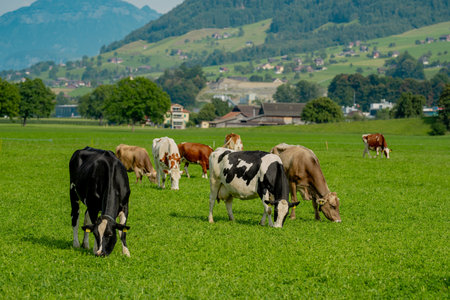 Cow grazing in a green pasture. Cow in the meadow. Livestock grazing in the green field. Farm life with cattle and calves. Cow in a rural landscape. Ranch with grazing bovine. Dairy cow.の写真素材