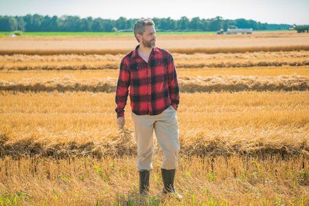 A farmer harvesting wheat in a field. A man standing in a golden wheat field. A farmer working on a...