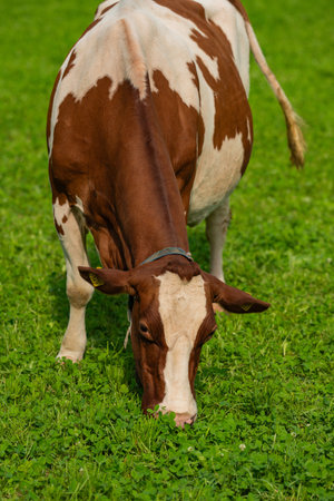 Cow grazing in a pasture. Cow in the meadow. Livestock grazing in the green field. Farm life with cattle and calves. Cow in a rural landscape. Ranch with grazing bovine. Dairy cow on field.の写真素材