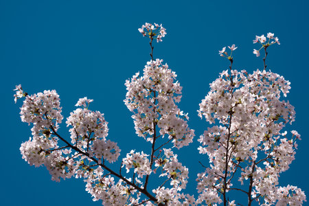 Flowering tree branch with white flowers. Spring background. Blooming tree branches white flowers and blue sky background, close up. Cherry blossom, sakura garden, spring orchard, spring sunny day.の写真素材