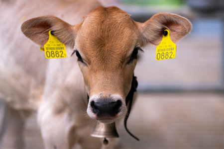 Dairy farming. Cute calf in a farm. Calf in the countryside. Farm life with cattle and calves. Little calf in a rural farmland. Bovine animals. Farming with cattle. Beef calf.の写真素材