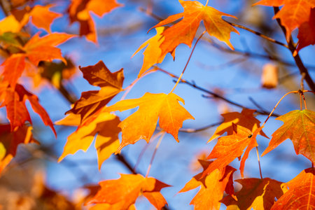 Autumn fall background. Maple leaves in autumn. Autumnal landscape. October of fall. Natural beauty...
