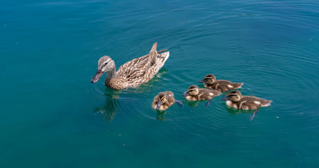 Cute ducklings with mother duck background. Wild ducks enjoying summer day. Family of ducks gliding...