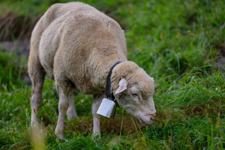 The sheeps in the meadows. Sheep with bell. Sheep pasture on an farm, close up. Sheep eating grass...