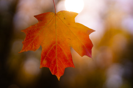 Autumn fall background. Maple leaves in autumn. Autumnal landscape. Yellow fall. Natural beauty of...
