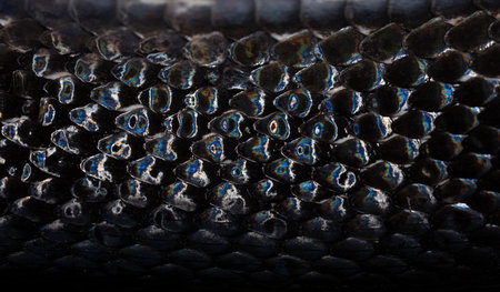 Macro scaly snake skin. Snake scale pattern. Black snake scales. Close-up of snakeskin scales....