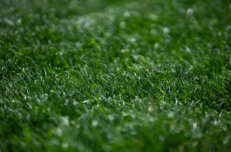 Grass background texture. Green grassy field backdrop. Lush lawn closeup view. Outdoor grassy...