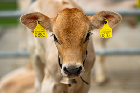 Dairy farming. Cute calf in a farm. Cattle breeding on a farm. Calf in countryside. Farm life with...