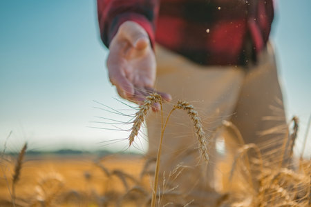 Farmer harvesting cereal crops. Farmers hand touching wheat. Autumn harvest. Cereal crops ready for...