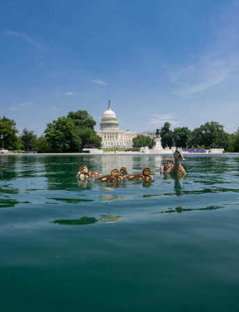 Capitol Reflecting Pool in Washington, DC. U.S. Capitol. Washington DC skyline featuring the Capitol. Senate and House USA building. USA government seat in District of Columbia.の写真素材