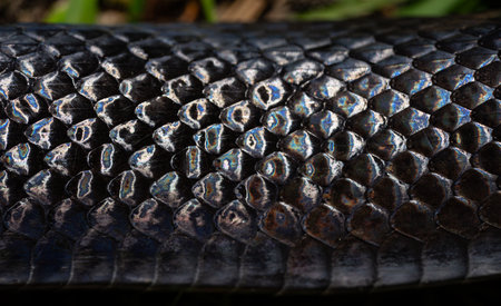 Black snake scales. Detail of snakeskin scales. Macro close-up scaly snake skin. Snake scale pattern. Leathery snake texture. Snakes scales detailed reptilian texture. Reptilian lizard background.の写真素材