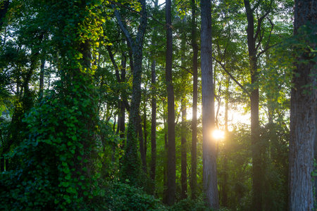 Green forest background at sunset. Green forest. The forest background glows with sunlight. Leaves...