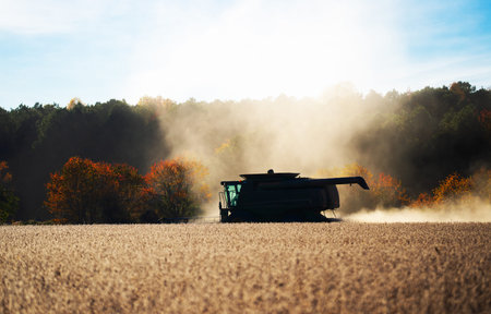 Autumn harvest. Fields with harvest wheat. Combine harvester in a wheat field. Harvest on rural...