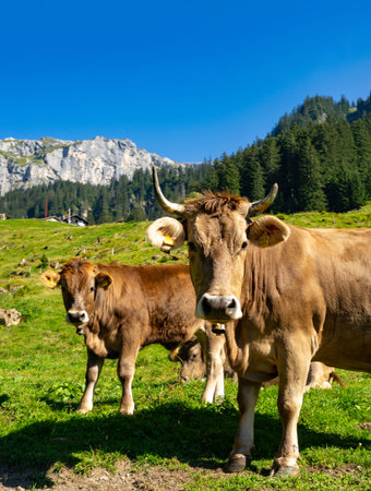 Cow standing in a green pasture. Cow in the field. Livestock grazing in the countryside. Farm life...