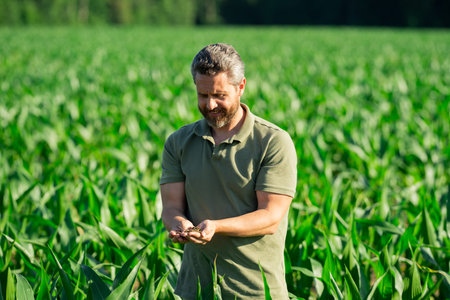 A farmer is inspecting the cornfield on farm field. The farmer is working on the farm to cultivate...