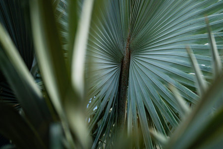 Palm tree background. Green palm leaves wallpaper. Exotic jungle foliage. Lush tropical greenery. Palm leaf closeup shot. Tropical leaf pattern. Nature palm tree design. Green leaves in jungle.の写真素材