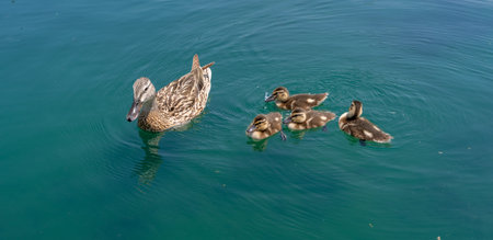 Cute duckling swimming with mother duck. Wild ducks enjoying summer day. Family of ducks gliding across the pond. Duckling in water. Ducks near a peaceful lake. Mother duck leads her ducklings.の写真素材