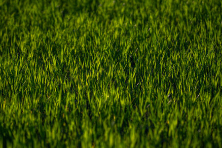 Natural grass surface design. Grass pattern for banner. Outdoor grass environment. Garden grass...