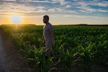 A farmer inspects the cornfield on sunrise. The male farmer works outdoors in the field....