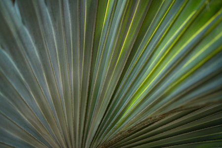 Palm leaves background. Green leaves wallpaper. Exotic jungle foliage. Leaves tropical greenery. Palm leaf closeup shot. Tropical leaf pattern. Palm leaves backdrop. Green palm background.の写真素材