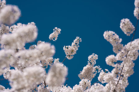 Sunny Spring Day. Spring background of branches of a blossoming tree on blue sky. Cherry blossoms...
