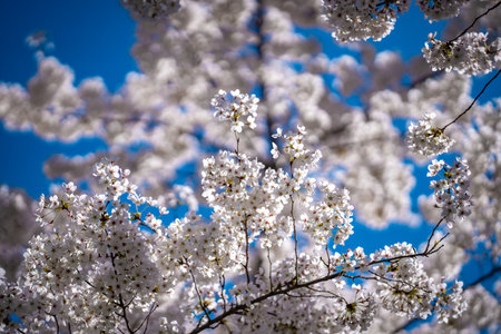 Pear blossom. Cherry tree blossom. White and pink plum tree blossoms in early spring, nature flowers background. Spring branch covered with white flowers. Blooming branch for spring design background.の写真素材
