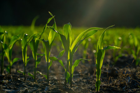 Corn growing in fertile soil. Young corn plants sprouting in field. Rural farmland with corn crops. Cultivated in spring. Seeds planted in rich ground. Agricultural growth in meadow. Farming corn.の写真素材