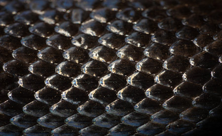 Snakeskin scales. Exotic reptilian pattern. Macro close-up scaly snake skin. Snake scale pattern....
