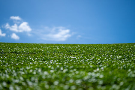 Grass background. Green meadow. Green grass land. Summer grassy countryside. Peaceful grass hill....