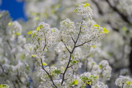 Close-up of white blossom tree flowers from a pear tree in spring. White blossom trees, nature springtime. Abstract spring seasonal background with white flowers. Easter background with copy space.の写真素材