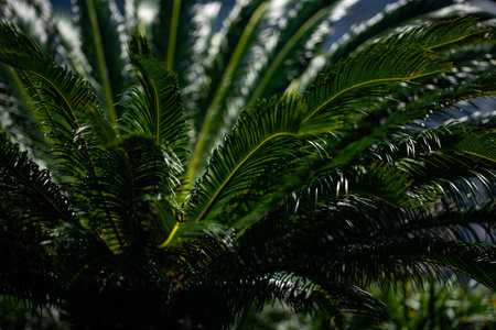 Palm leaves background. Green palm leaves wallpaper. Exotic jungle foliage. Leaves tropical greenery. Palm leaf closeup shot. Tropical leaf pattern. Nature palm leaves design. Green background.の写真素材