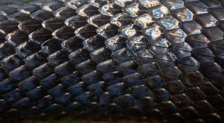 Black snake scales. Detail of snakeskin scales. Macro close-up scaly snake skin. Snake scale...