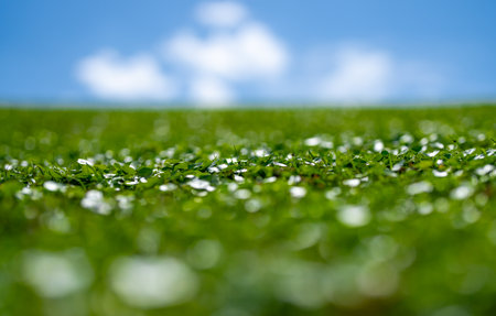 Empty grass field. Garden landscape. Wild grass meadow. Rural grass texture. Vibrant green environment. Green grassy land. Summer countryside. Green backdrop. Grass pattern. Blooming meadow.の写真素材