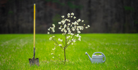 Gardening concept. Garden with blooming tree. Shovel and watering can on garden background. Growing tree in spring garden. Gardening tools. Spring garden landscape.の写真素材
