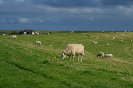 The sheep lamb in the verdant meadows. Sheep on an farm. Sheep eating grass on a field. Sheep grazing in an alpine meadow.の写真素材