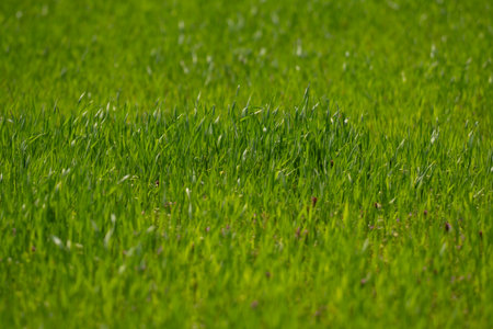 Grass background texture. Green grassy field backdrop. Lush lawn closeup view. Outdoor grassy texture. Garden grass background image. Green grass nature backdrop.の写真素材