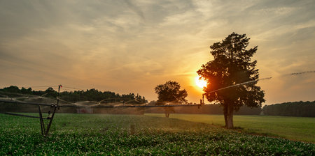 Sprinkler watering farm at sunrise. Irrigation system spraying crops in field. Growing corn....