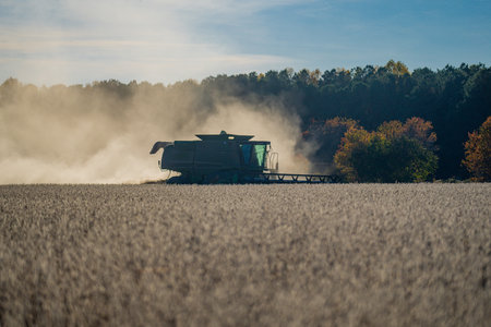 Straw and grain harvesting. Combine harvester in a wheat field. Harvesting on rural farm. Combine...