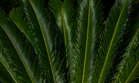 Palm leaves background. Green leaves wallpaper. Exotic jungle foliage. Green leaves tropical...