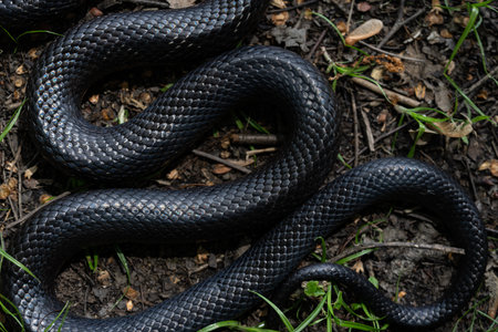 Snake scale background. Black snake scales. Close-up of snakeskin. Macro scaly snake skin. Exotic...