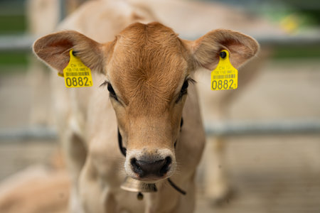 Dairy farming. Cute calf in a farm. Calf in the countryside. Farm life with cattle and calves. Little calf in a rural farmland. Bovine animals. Farming with cattle. Beef calf.の写真素材