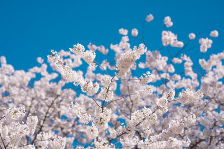 Branches of blossoming cherry on blue sky background. Spring photo of blossom spring nature. White...