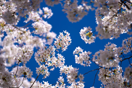 Beautiful spring tree blossoms against a blue sky background. Plum tree flowers. Blooming apple...