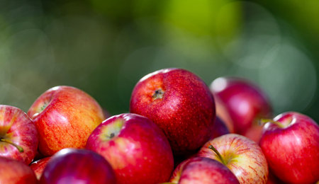 Fresh apples in basket on wooden table. Organic apples harvested from farm. Ripe organic apple....