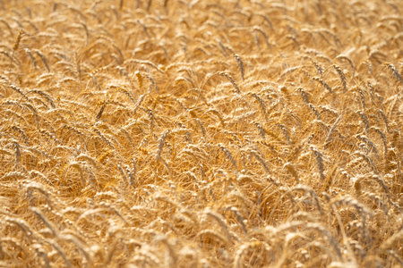 Golden wheat field representing harvest and rural farming. Close-up of ripe grain ready for harvest in a natural farmland setting. Crop fields. Countryside farm golden wheat background.の写真素材