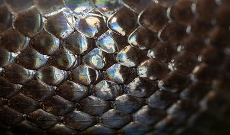 Snake scale pattern. Black snake scales. Close-up of snakeskin scales. Scaly snake skin. Exotic reptilian pattern. Leathery snake texture. Snakes scales detailed reptilian texture. Black leathery.の写真素材