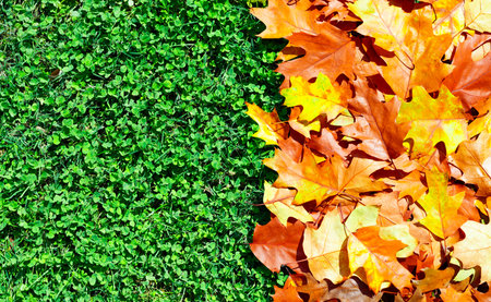 Autumn leaves fall on green grass. Bright maple foliage signals the end of summer. Yellow and orange...