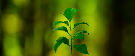 Green nature background. Green foliage and lush greenery. Fresh spring leaves. Forest and plant...