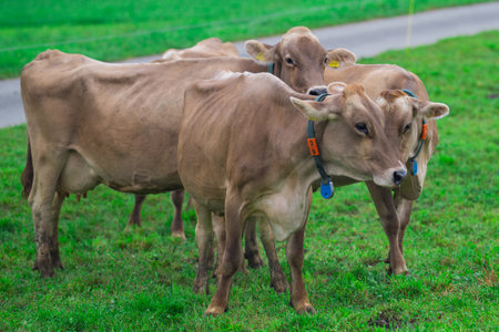 Cattle grazing in pasture. Herd of cattle. Livestock cow feeding on green grass. Grazing cow pasture on grassy field. Cattle on farm. Grazing cow on village. Open pasture with cow. Cattle herd.の写真素材